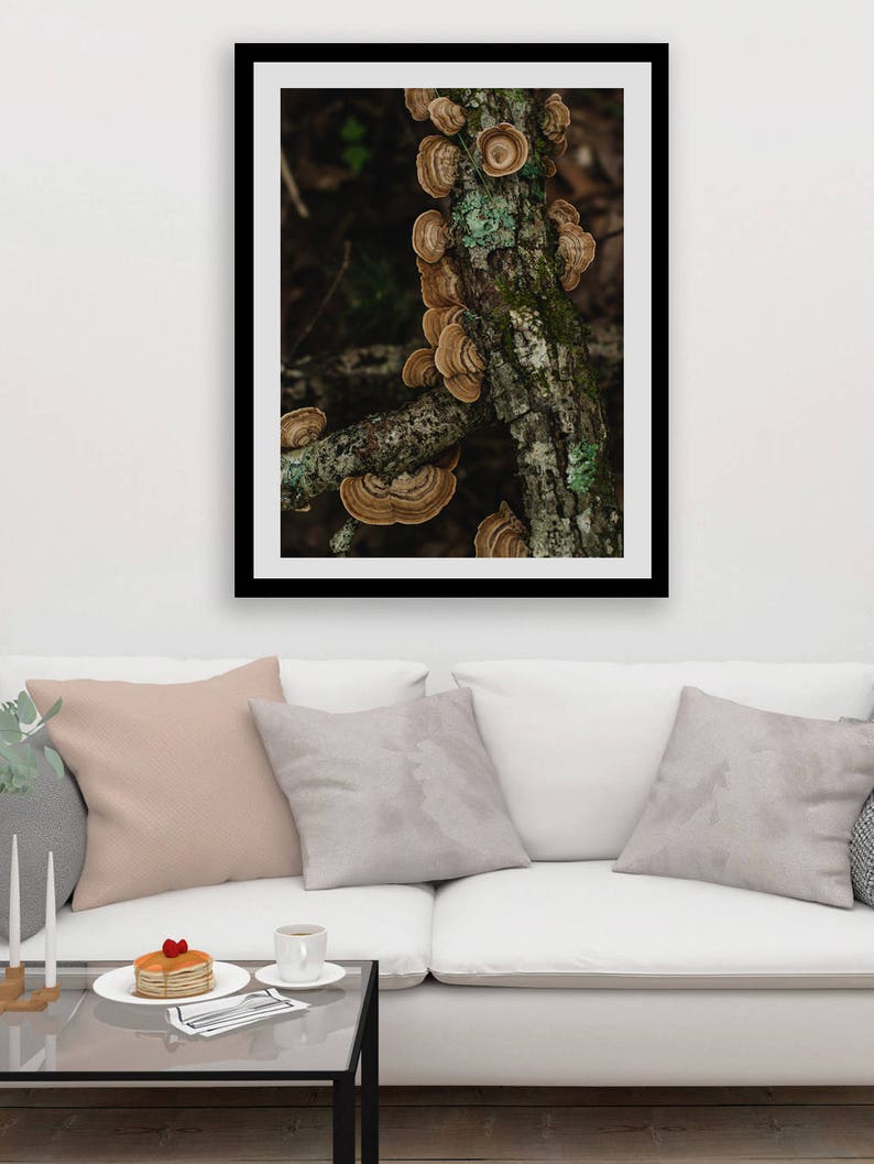 Turkey Tail Mushroom Forest Photography Smoky Mountains Nature Prints, Fungus, Woodland Decor North Carolina Print Nature Bedroom Decor image 1