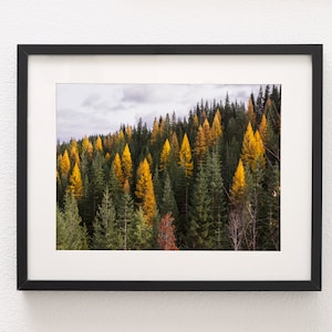 Autumn Tamarack Forest, Nature Photography, Western Larch, Forest Scenery, Pacific Northwest Art Print, Old Growth, Washington Mountains image 5