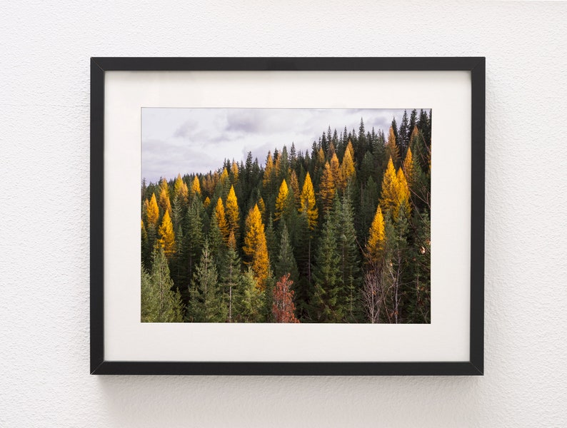 Autumn Tamarack Forest, Nature Photography, Western Larch, Forest Scenery, Pacific Northwest Art Print, Old Growth, Washington Mountains image 5