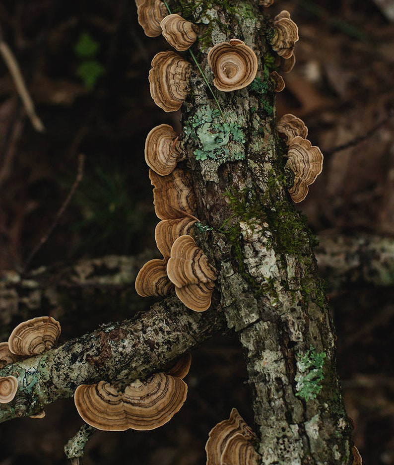 Turkey Tail Mushroom Forest Photography Smoky Mountains Nature Prints, Fungus, Woodland Decor North Carolina Print Nature Bedroom Decor image 2