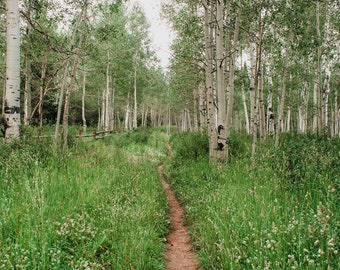 Utah Aspen Forest Photo Print, La Sal Mountains, Moab