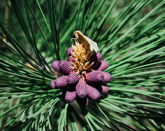 Moth on a Pine Tree Flower Photo Print, Nature Photography, Cute Decor, Lodgepole Pine, Washington State