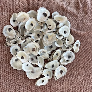 Oyster Shells- BULK
