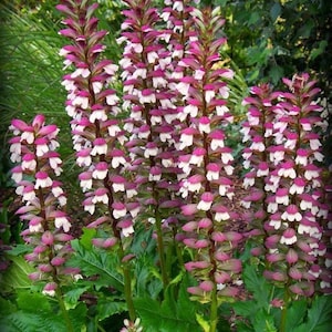 Bear&#39;s breeches seeds