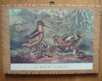 OnWood/2Sides/RisingFamily+Birds/An Antique Currier and Ives Page framed on Wood...Last one.