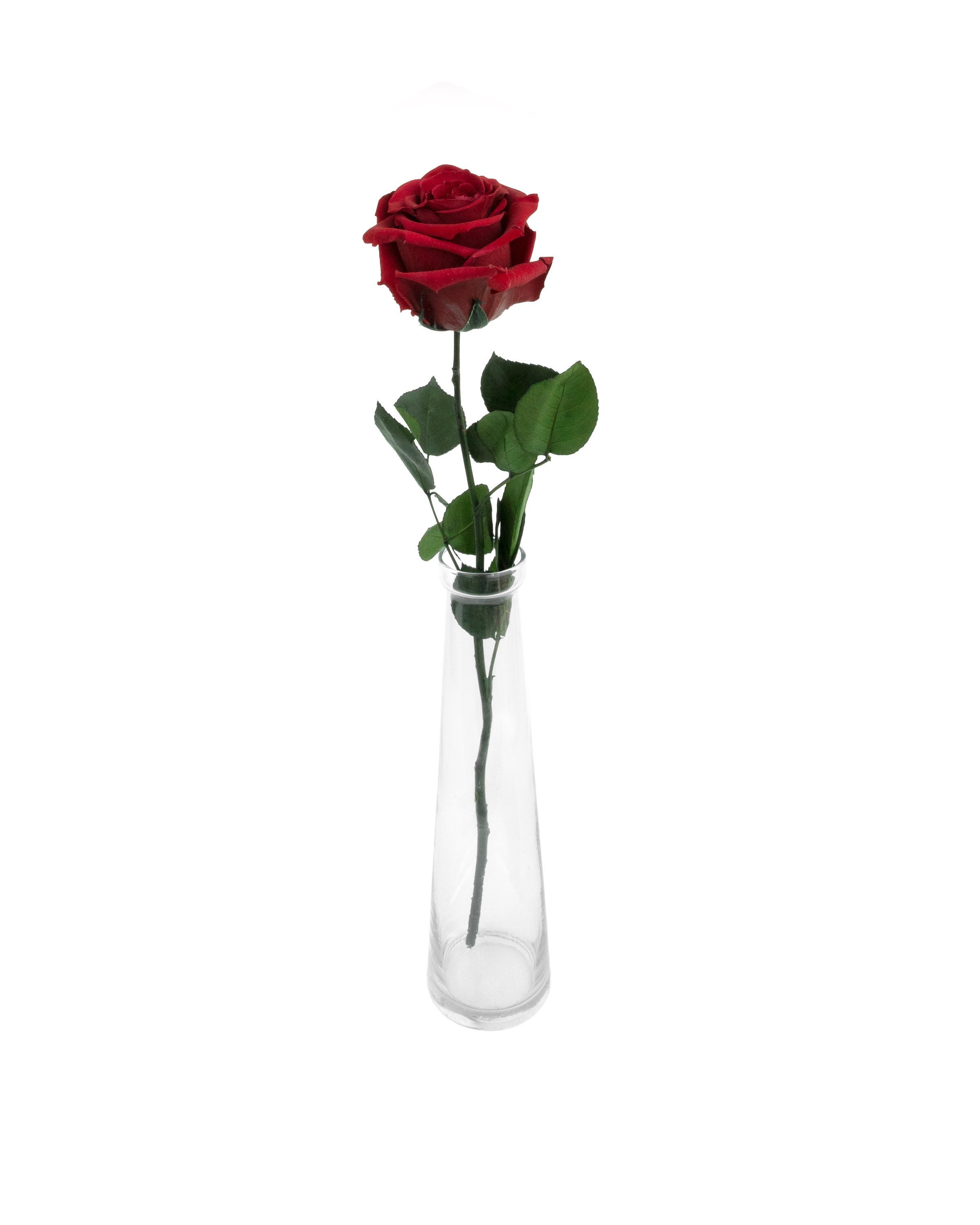 Pack Of 16 Preserved Ecuadorian Roses - Long Stem Forever Roses For Wedding Decor, DIY, Home Décor (White)