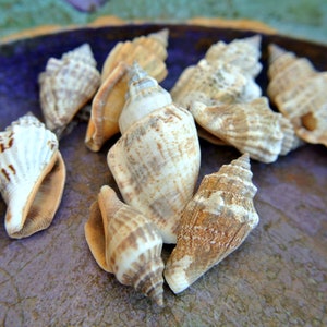Könnte beinhalten: Eine Sammlung von Muscheln in verschiedenen Formen und Größen, mit einer Mischung aus braunen, weißen und beigefarbenen Farben. Die Muscheln sind auf einer violetten Oberfläche angeordnet.