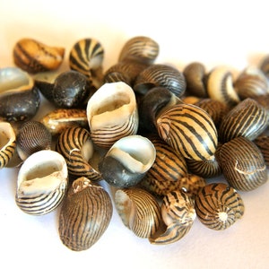 Natural shell, sea shell, sizes 9mm-11mm, 60pcs, mix, NO HOLES