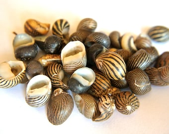 Natural shell, sea shell, sizes 9mm-11mm, 60pcs, mix, NO HOLES