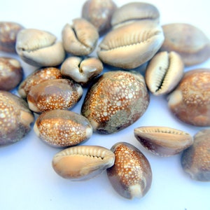 Conchiglia naturale, conchiglia di mare, conchiglia di ciprea, dimensioni 20mm-30mm, 10 pezzi, SENZA FORI