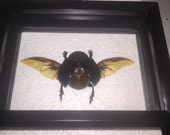 XL Egyptian Scarab Beetle ( F )