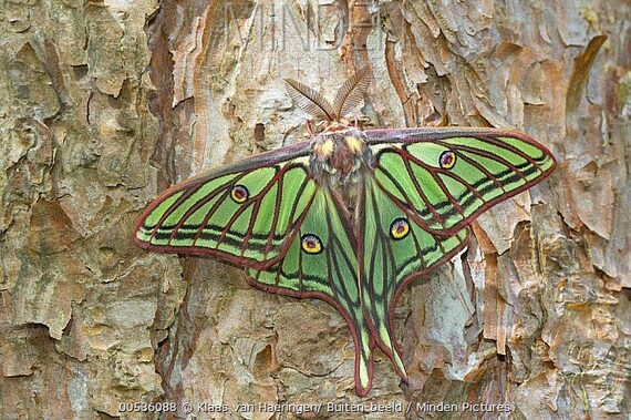 Spanish Moon Moth Etsy Spanish Moon Moth Etsy