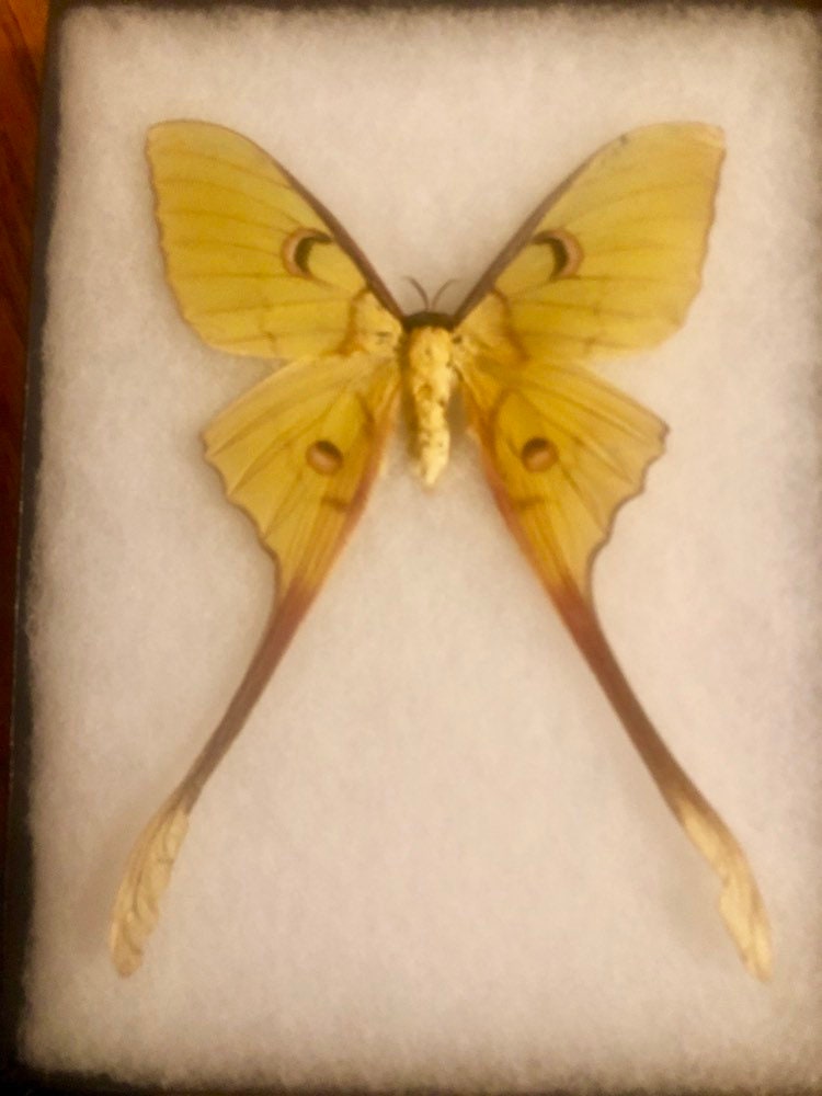 Sulawesi Luna Moth Female Rare Etsy Sulawesi Luna Moth Female Rare Etsy