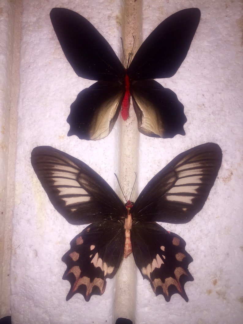 VAMPIRE BUTTERFLY PAIR Etsy