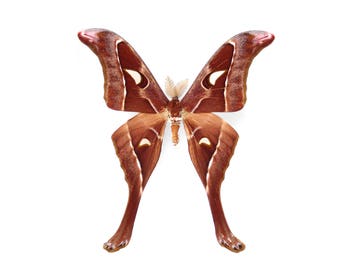 HERCULES MOTH ( M )
