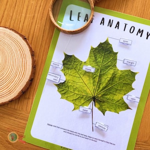 Könnte beinhalten: Ein grünes Blatt mit beschrifteten Teilen, darunter Spitze, Rand, Mittelrippe, Blattspreite, Seitenader, Ader, Basis und Blattstiel. Der Text "LEAF ANATOMY" befindet sich oben auf der Seite.