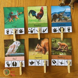 以下が含まれることがあります： カエル、オンドリ、ゾウ、フクロウ、リス、サルなど、さまざまな動物の画像が描かれた6枚のカラフルなカードのセットです。各カードには、画像の下に動物の足跡が3つずつ対応して描かれています。カードは、マッチングゲームや教育活動のために設計されています。