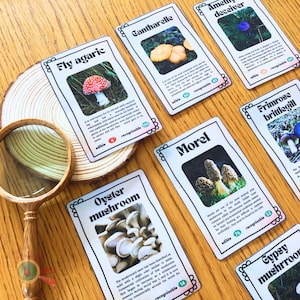May include: A collection of mushroom identification cards with various mushroom illustrations and names, including "Fly agaric," "Cantharelle," and "Morel." A magnifying glass with a wooden handle is in the foreground, enhancing the educational theme.