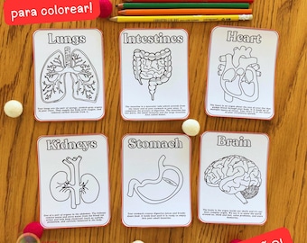 Human Anatomy Spanish Version Printable Coloring Pages, 2 Size Flashcards Preschool Human Body Organs Outlines Biology Kids INSTANT DOWNLOAD