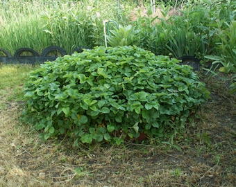 The Forever Strawberry Bed: A "How-To" PDF