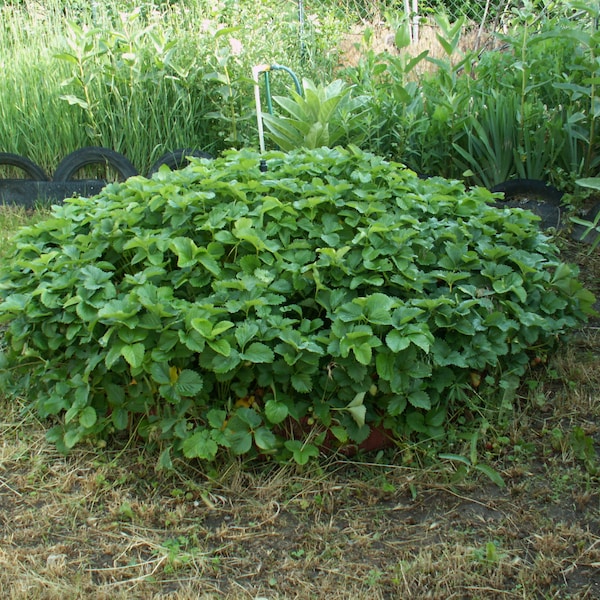 The Forever Strawberry Bed: A "How-To" PDF