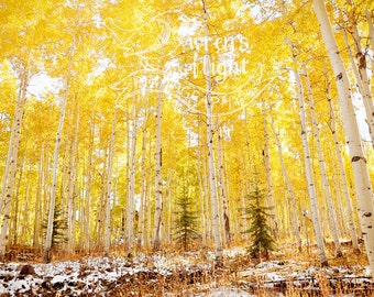 In the Forest of Gold - Digital Download - Cheerful and Bright Fine Art Photography