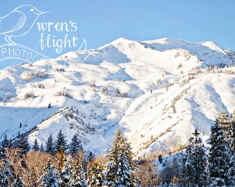 Snowy Mountain i Pines-Digital Download-wesoły i jasny sztuk pięknych fotografii