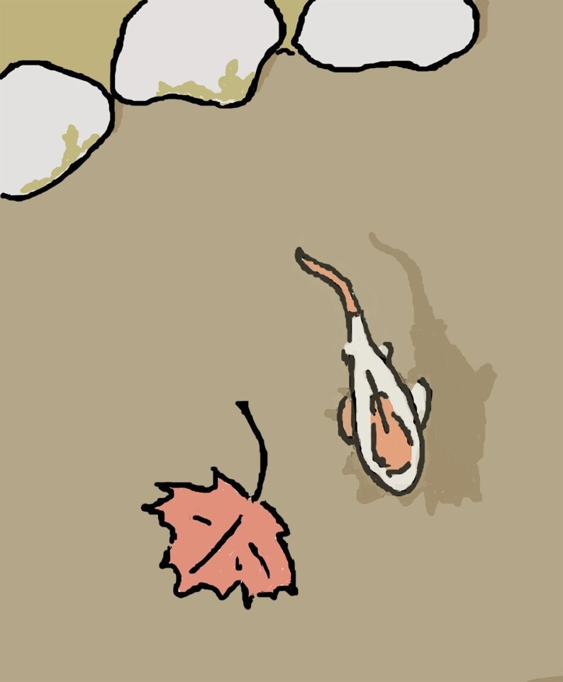 May include: A white and orange fish swims in a pond with a red maple leaf floating on the surface.  The pond is surrounded by white rocks.