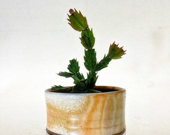 bonsai pot/flower pot