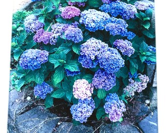 hydrangeas  cutting board, Multicolor hydrangeas,hydrangeas  gift, hydrangeas  glass,hydrangeas  trivet