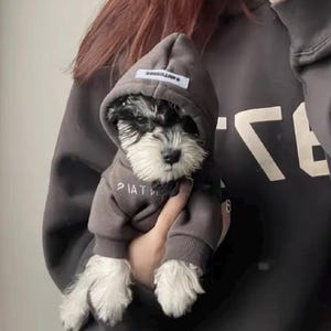 May include: A small dog wearing a gray hoodie with the word "PIAT" printed on the front. The dog has black and white fur and is being held in someone's hand. The hoodie has a small white tag on the hood.