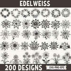 Paquete SVG de flor de edelweiss, 200 diseños florales digitales, imágenes prediseñadas PNG de edelweiss, arte lineal botánico, corona de flores silvestres, archivos vectoriales EPS