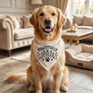 May include: A golden retriever dog wearing a cream-colored bandana. The bandana has the text "PAWSITIVELY SPOILED" in black, along with paw prints and star designs. The dog is sitting in a well-lit room.