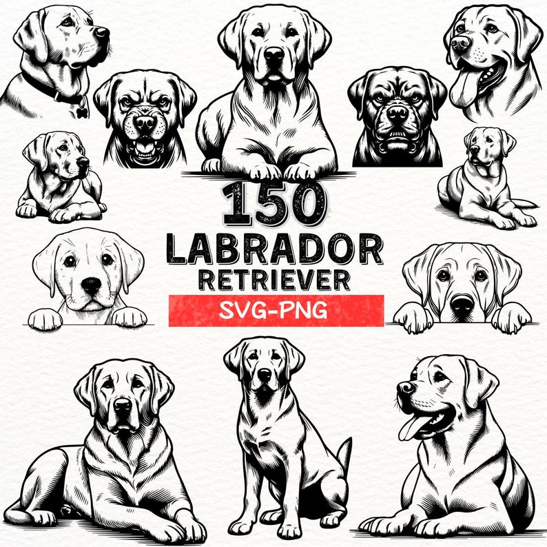 Labrador Retriever SVG PNG Bundle,hand Drawn Labrador Retriever Digital ...