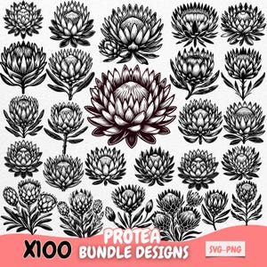 Protea Flower Bundle SVG PNG Designs, Vintage Botanical Flower Clipart, Floral Line Art Illustrations for Cricut, Silhouette Projects
