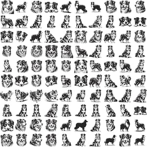 May include: A collection of black and white illustrations of border collies in various poses. The illustrations are in a vintage style and feature the dogs in a variety of activities, including running, sitting, and standing.
