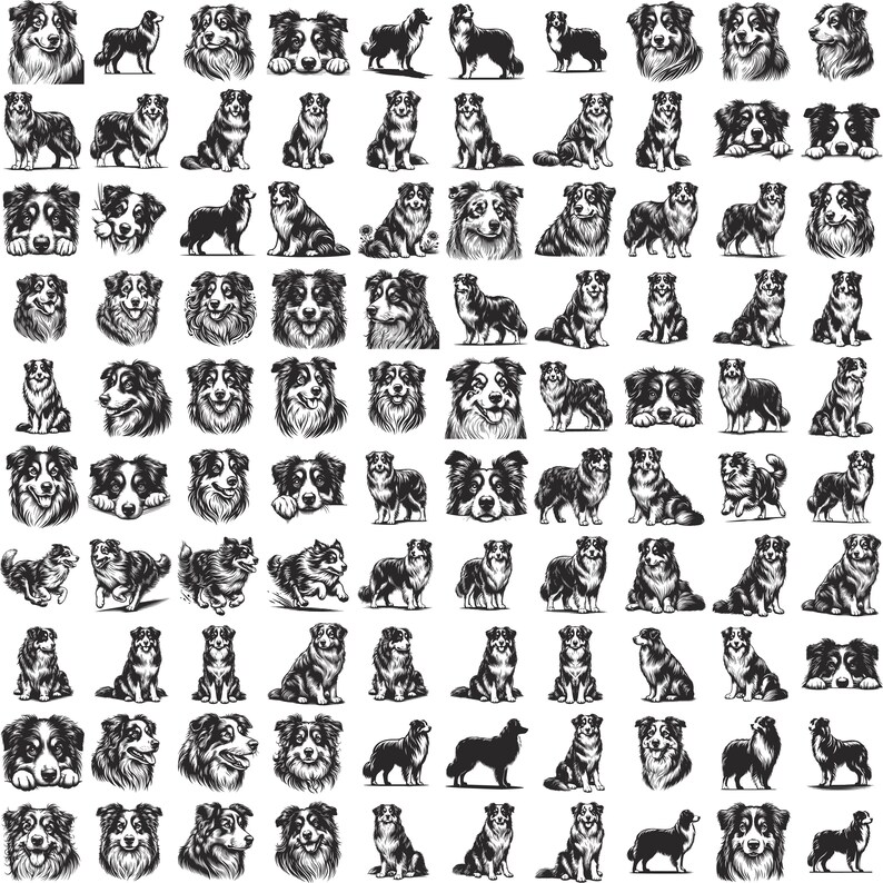 May include: A collection of black and white illustrations of border collies in various poses. The illustrations are in a vintage style and feature the dogs in a variety of activities, including running, sitting, and standing.