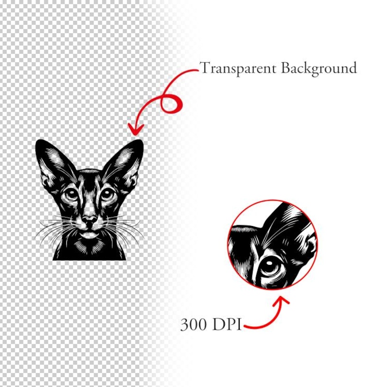 May include: Black and white illustration of an Oriental Shorthair cat's head. The cat has large, almond-shaped eyes and a pointed face.