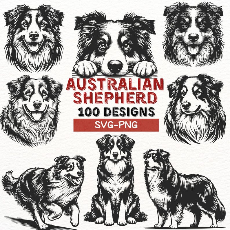 May include: A set of 100 black and white vector illustrations of Australian Shepherd dogs in various poses. The illustrations include dogs sitting, standing, running, and looking at the viewer. The text "AUSTRALIAN SHEPHERD 100 DESIGNS SVG-PNG" is displayed in the center of the image.