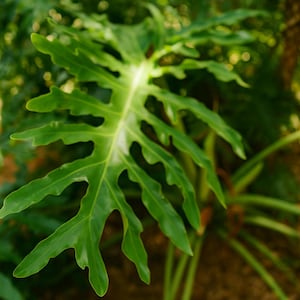 philodendron majesty kaufen Philodendron 'Majesty'