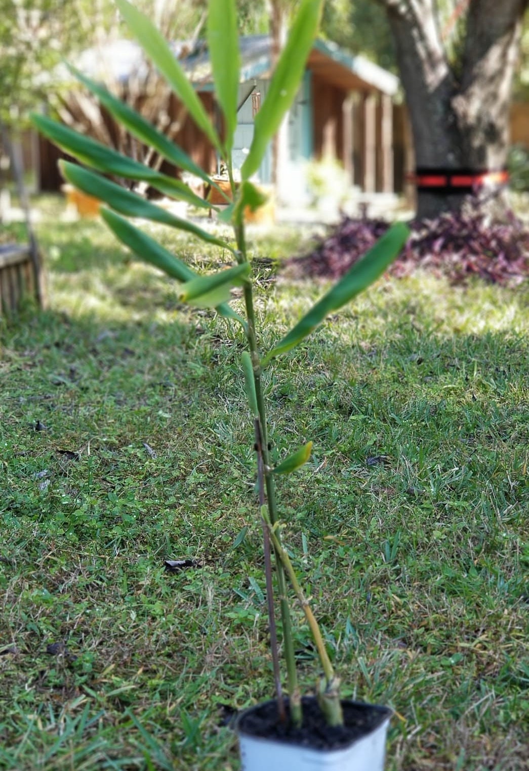 Organic Awapuhi Live Plant, Shampoo Plant, Pinecones Plant, Hawaii Shampoo Plant, Ginger Plant