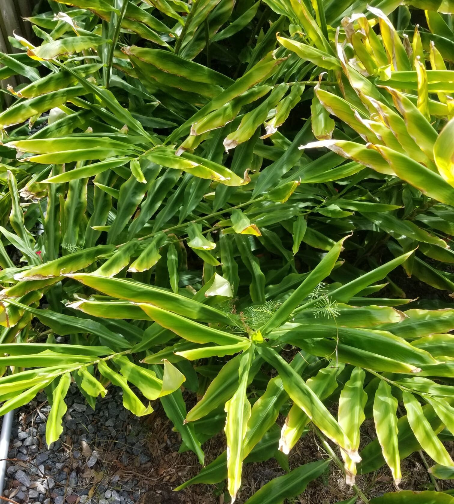 Organic Awapuhi Live Plant, Shampoo Plant, Pinecones Plant, Hawaii Shampoo Plant, Ginger Plant