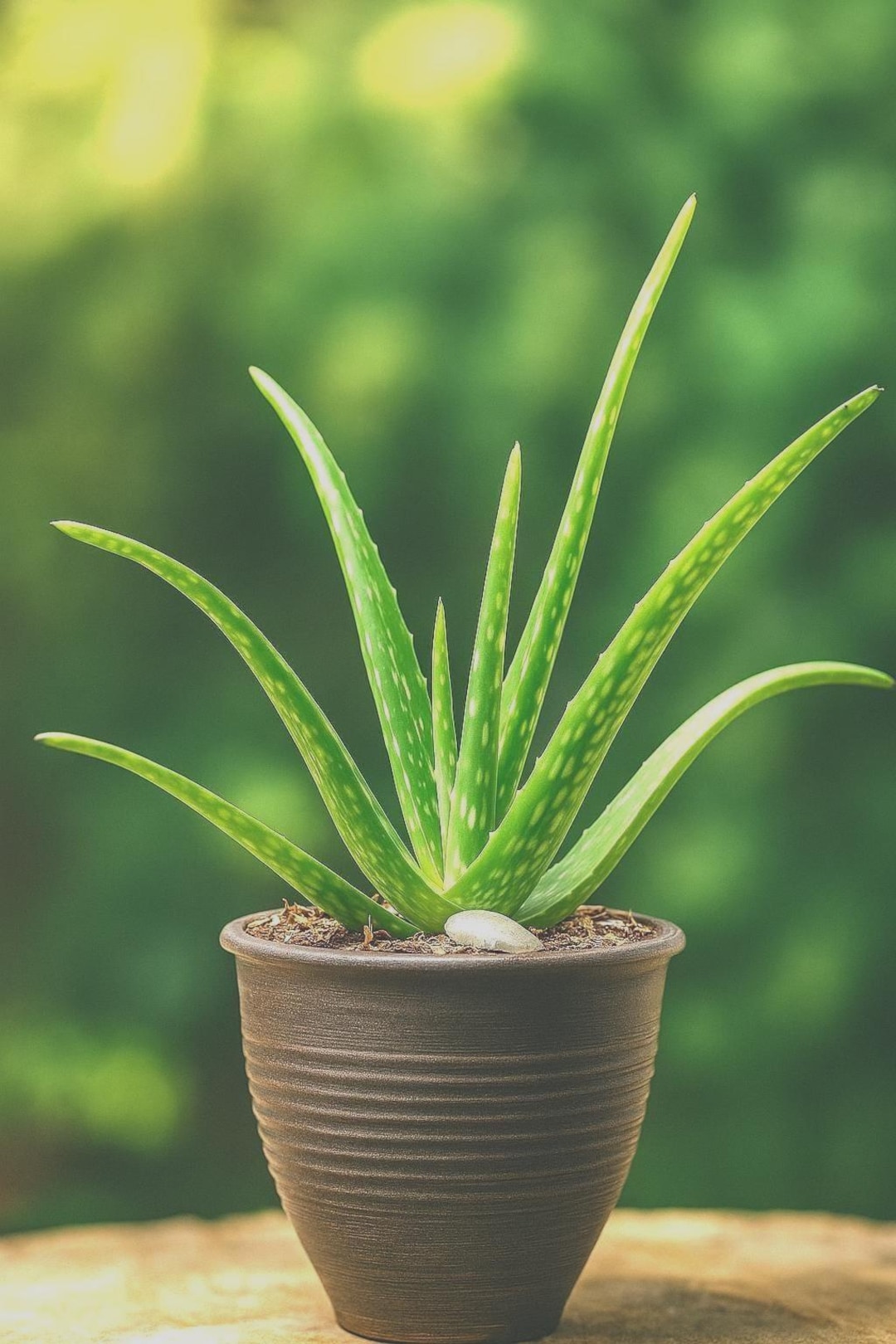 Healthy Aloe Vera Plant in 4-5 Inch Pot | 14-inch Tall Succulent - Etsy