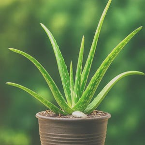 Healthy Aloe Vera Plant in 4-5 Inch Pot | 14-inch Tall Succulent - Etsy
