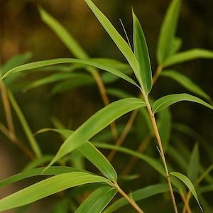 Fresh Organic Bamboo Leaves for Weaving, Tea, and Pet Treats - Golden Bamboo - Large Leaf Bamboo