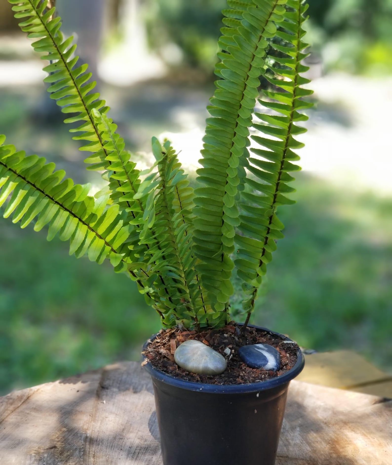 Healthy Boston Fern in 4-5 Inch Pot | 16-Inch Tall Indoor/Outdoor Plant