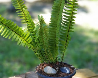 May include: A green fern plant in a black plastic pot with two decorative stones on the soil.