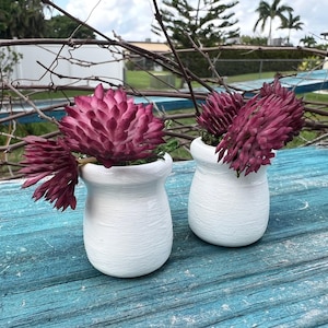 May include: Two small, white, textured ceramic pots each hold a deep burgundy succulent. The pots sit on a weathered, turquoise-painted wooden surface. The background includes branches and greenery, suggesting an outdoor setting.