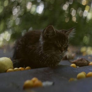 May include: A small, dark tabby kitten resting on a dark surface, eyes closed. A pale yellow pear and small, round, yellow fruits are scattered around the kitten. The background is blurred with green and white bokeh.