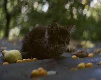 Helios 44-3 58mm F2 Soviet Lens, Oval Bokeh,Biotar Designed
